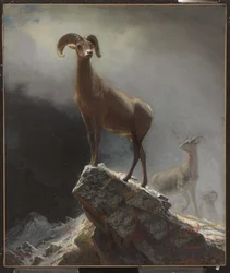 Rocky Mountain Schafe oder Dickhornschafe, Ovis, Montana, ca. 1884