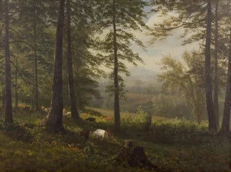 Blick auf eine Lichtung