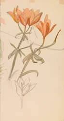 Orangefarbene Lilien