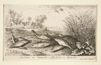 Aculeatus sive Spinachia