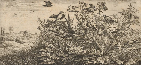 Carduelis, Chardonnet Der Distelfink: Livre d