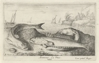 Drei gefleckte Petermännchen am Strand