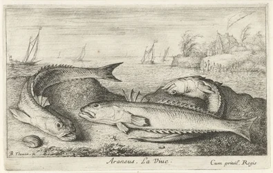 Drei gefleckte Petermännchen am Strand