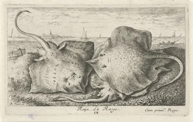 Drei Rochen am Strand (Vissen en andere zeedieren - zoutwater tweede reeks, Poissons de mer)