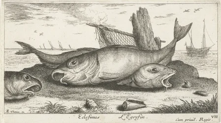 Drei Schellfische am Strand