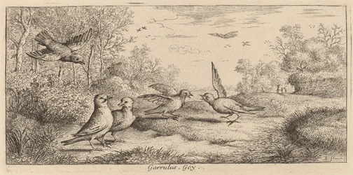 Garrulus, der Eichelhäher