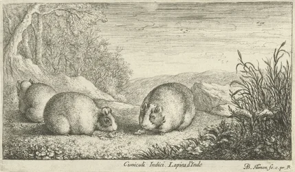 Nagetiere