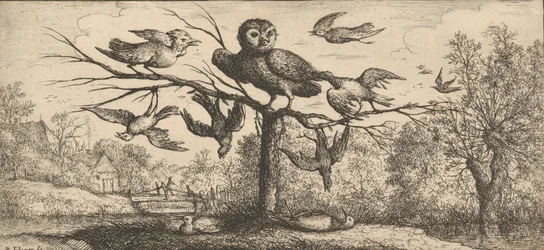 Monedula, Chouette Die Eule: Livre d