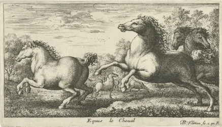 Pferde (Verschiedene Tierarten)