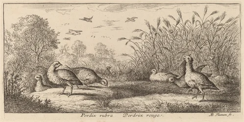 Pedrix rubra, das Rothuhn