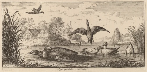 Querpedula, Die Krickente