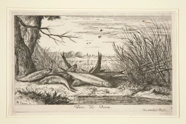 Der Gründling, aus dem zweiten Teil der Serie Süßwasserfische