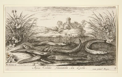 Der Elritze, aus dem zweiten Teil der Serie Süßwasserfische