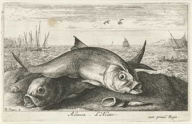 Zwei Maifische am Strand