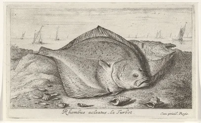 Zwei Steinbutte am Strand (Vissen en andere zeedieren - zoutwater derde reeks)