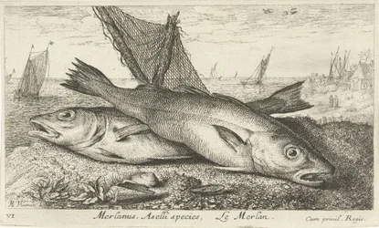 Zwei Wittlinge am Strand (Merlanus. Aselli species, Le merlan)