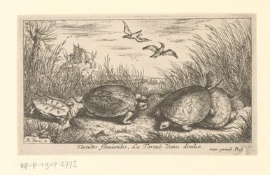 Vier Süßwasserschildkröten zwischen Gras und Schilf