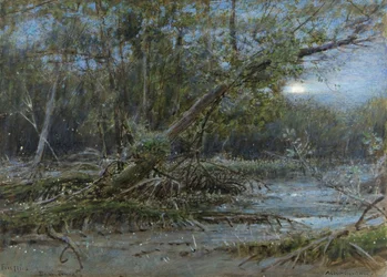 Glühwürmchen, Demerera, ca. 1902