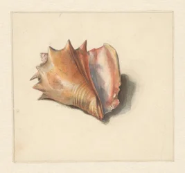 Studie einer Muschel