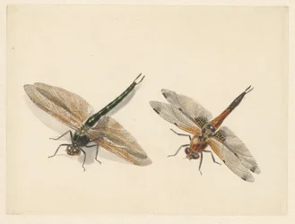 Studie von zwei Libellen
