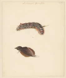 Studienblatt mit Raupe und Nachtfaltern, Lasiocampa Quireifolia