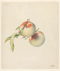 Zwei Pfirsiche an ihren Stielen