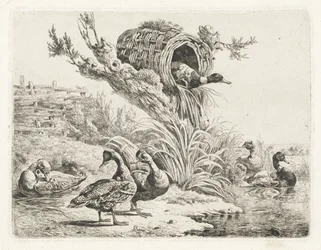 Enten an einem Ufer