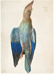 Tote Blauracke