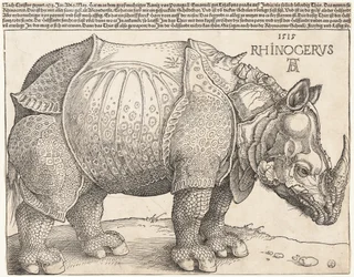 Das Rhinozeros