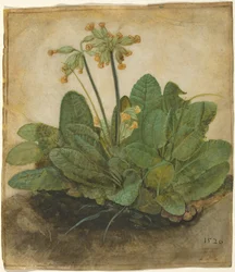 Büschel von Schlüsselblumen