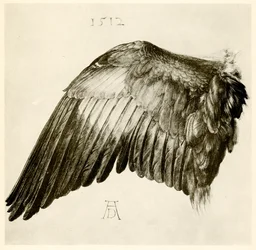 Flügel eines Blauracken