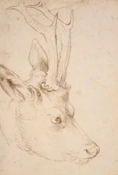 Kopf eines Rehbocks - Zeichnung von Albrecht Dürer (1471-1528), um 1503 - Kopf eines Rehbocks - Feder und Pinsel, graue und braune Tinte auf Papier von Albrecht Dürer (1471-1528), ca. 1503 - 22,8x15,3 cm - Nelson-Atkins Museum of Art, Kansas City, Missouri