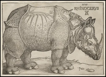 Das Nashorn, 1515
