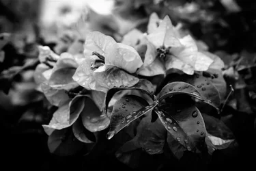 Cluster
