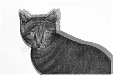 Elektrische Katze, 2019