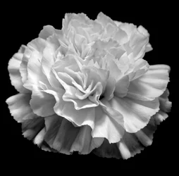 Natürliche Geometrie II, 2019