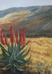 Rote Aloe-Wüstenblüte