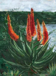 Lebendiger Aloe-See