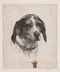 Ein Hundekopf