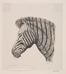 Kopf eines Zebras