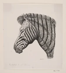 Kopf eines Zebras