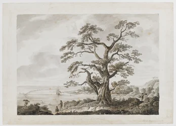 Baum auf dem Tree Hill, Otaheite, aus 