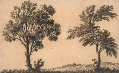 Studie von zwei Weiden