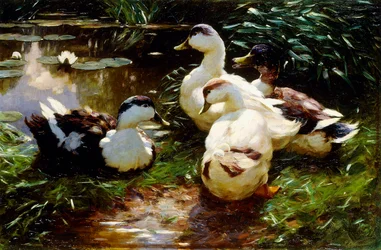 Enten am Flussufer