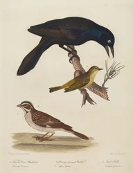Weibliche Krähenamsel, Orangehauben-Waldsänger, Lerchenfink