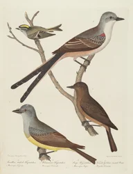 Schwalbenschwanzschnäpper, Arkansas-Schnäpper, Say