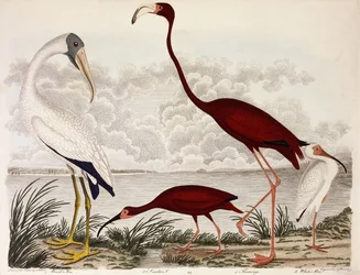 Waldibis, Scharlachflamingo, Weißer Ibis, ca. 1828-1829