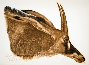 Antilope Hippotrague (Am Dafok), aus Dessins et Peintures d