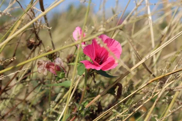 Blüte im Wind