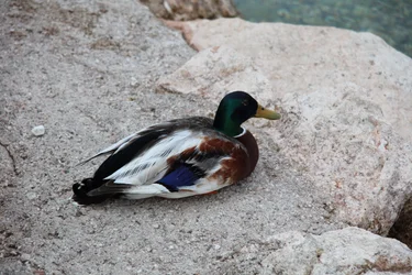 Die Ente
